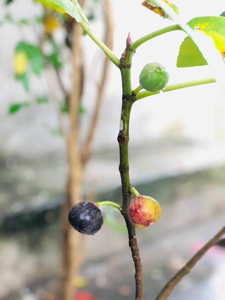 fruit