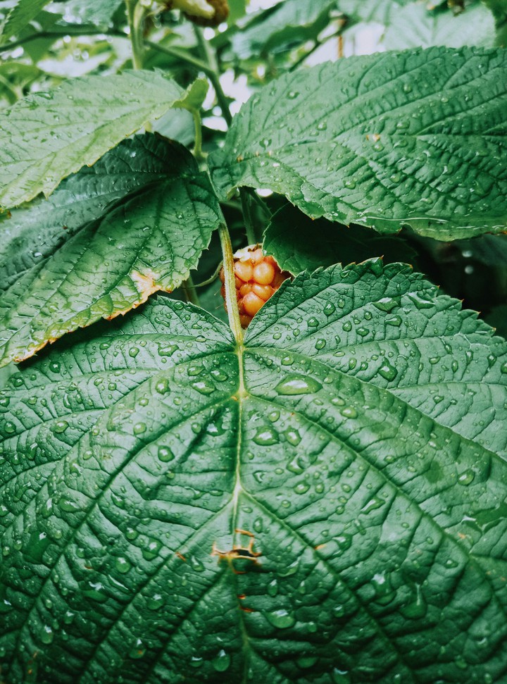 raspberry