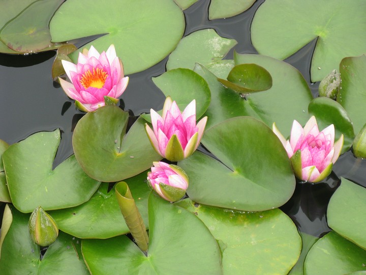 Lily Pad with flowers, Longwood Gardens, Pennsylvania, USA