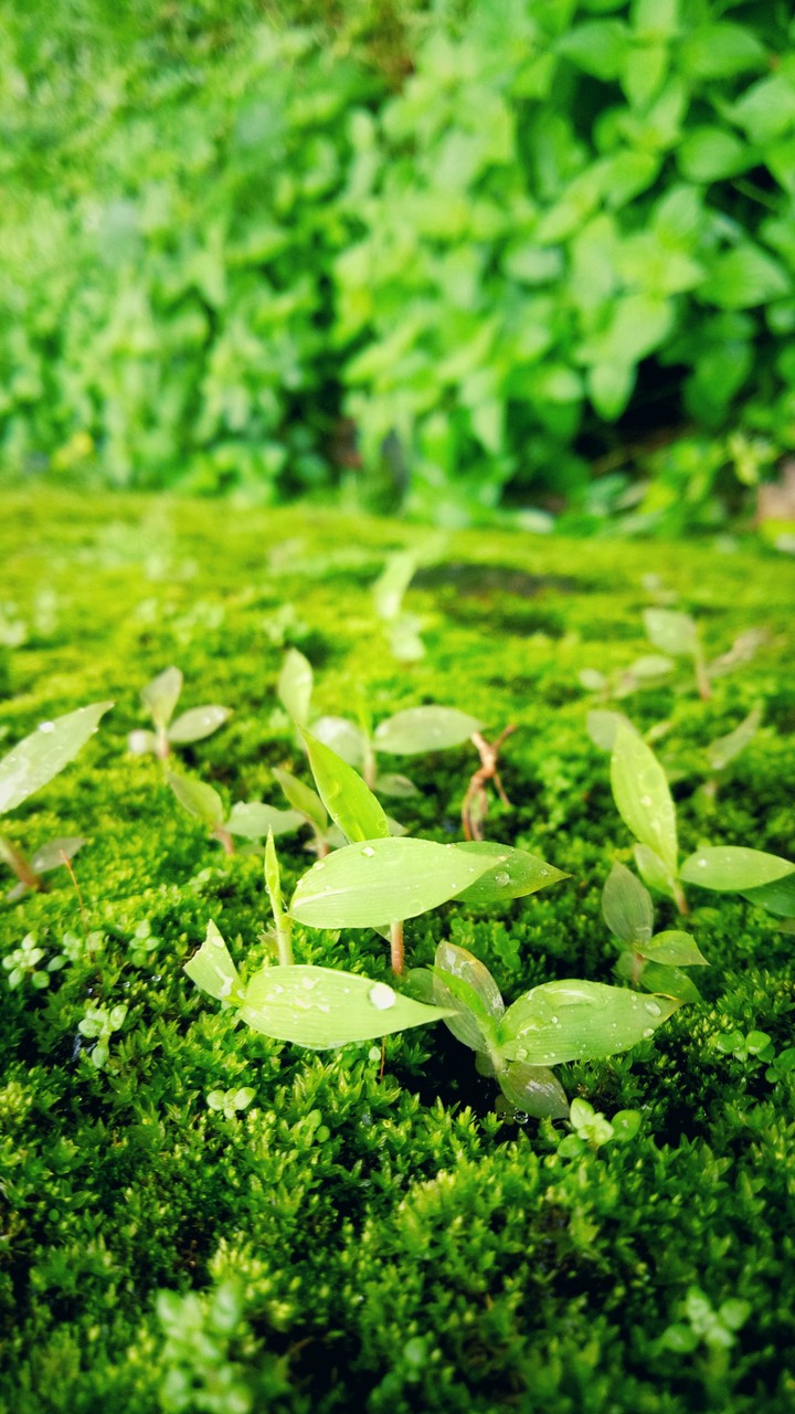 LoveGreen