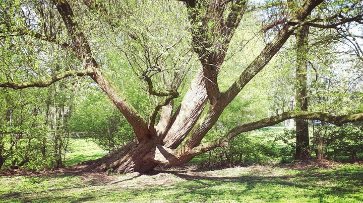 impressiv tree(s)