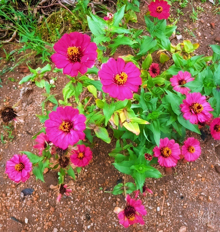 zinnia flowers