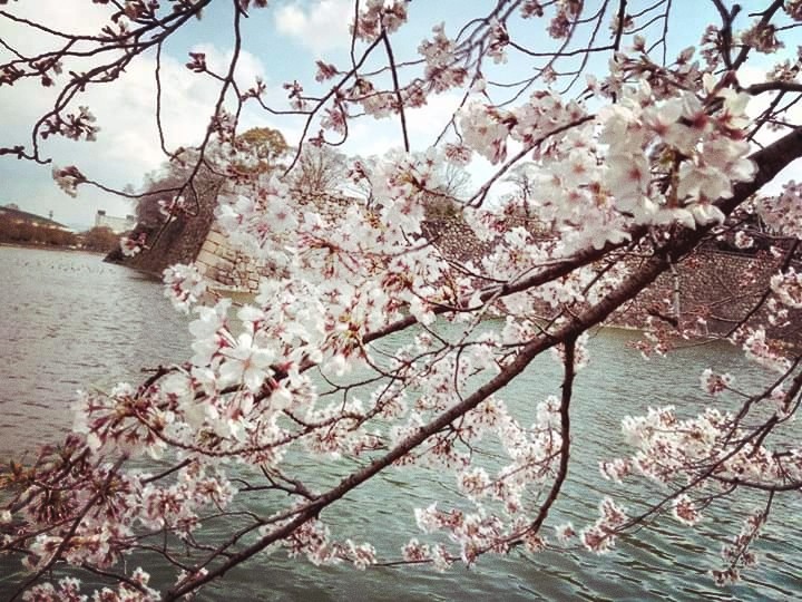 cherryblossoms at osaka castle