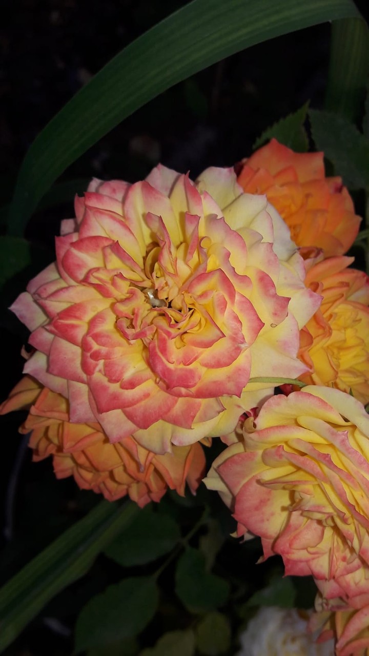 flowers