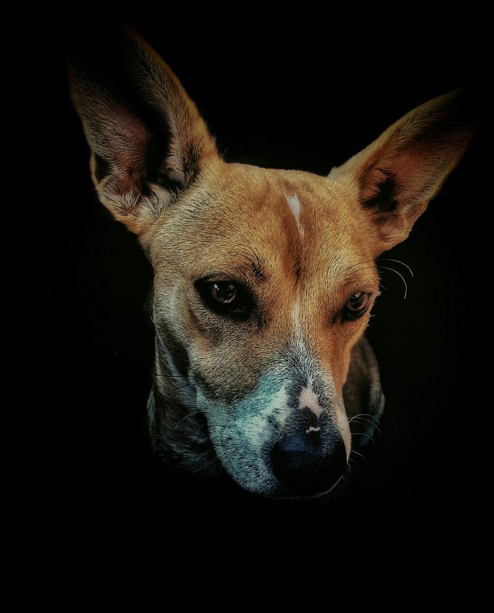 Dog
