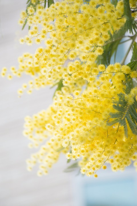 sfondi Yellow, Pollen