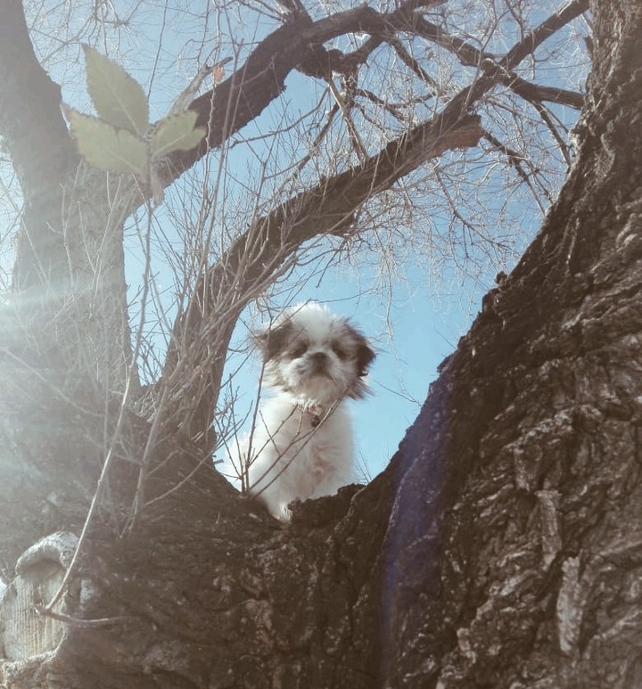 miley aprendiendo a escalar