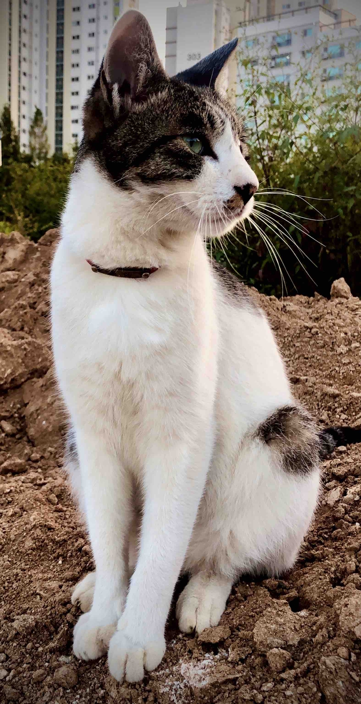 cat