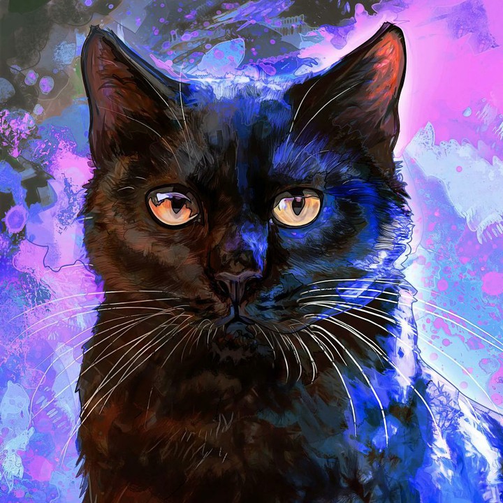 Чёрный кот
