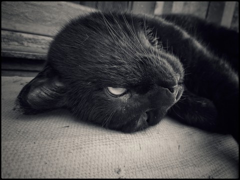 cat