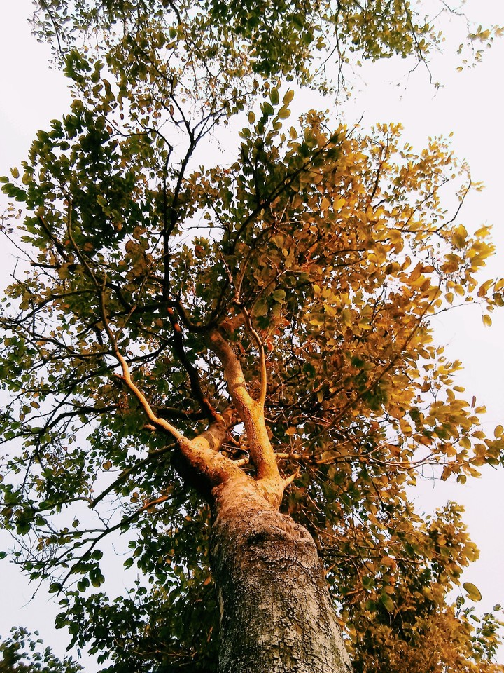 #nature