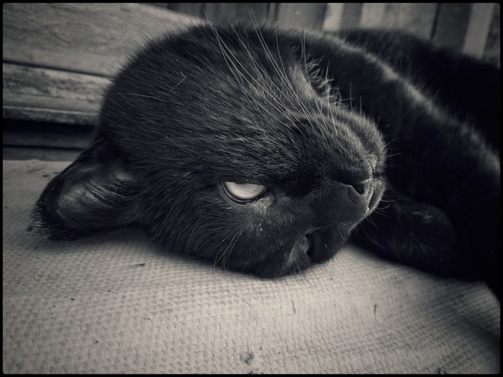 cat