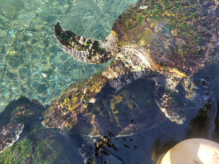 turtles