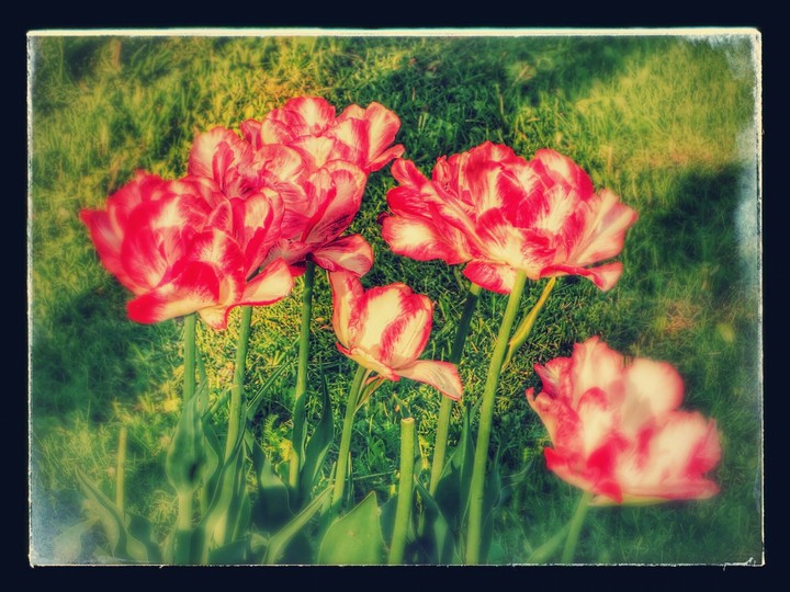 Tulips