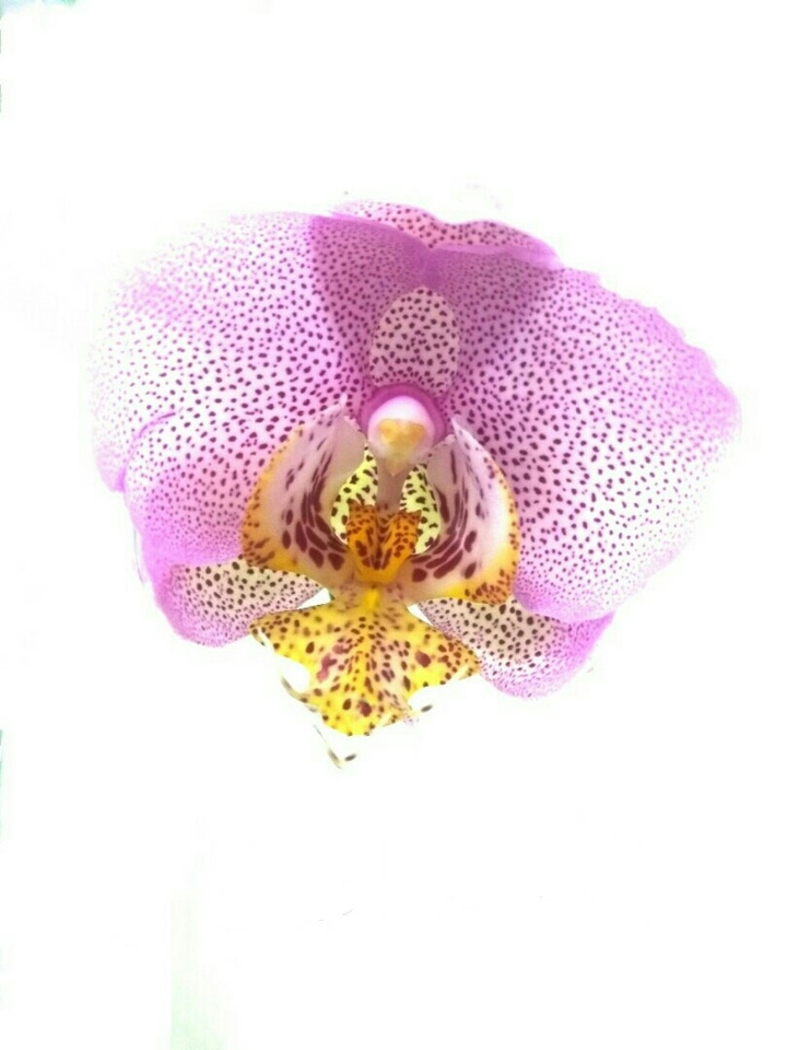 Orchid power