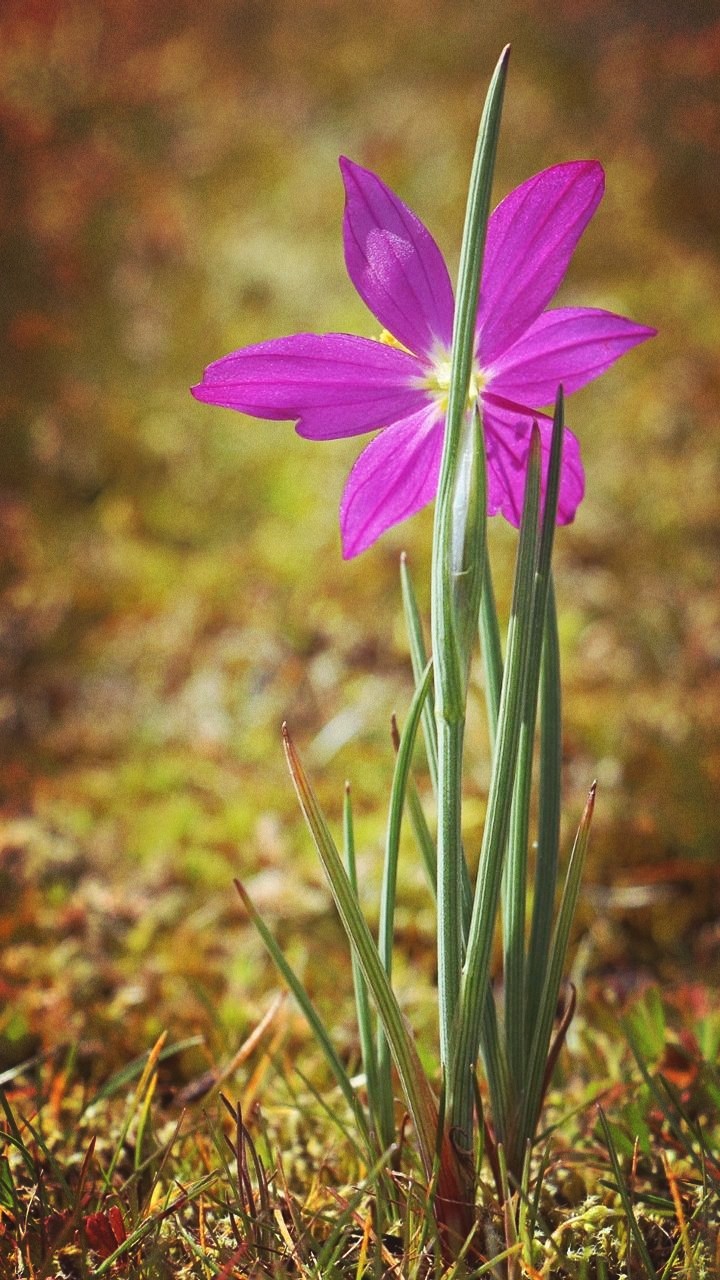 natural