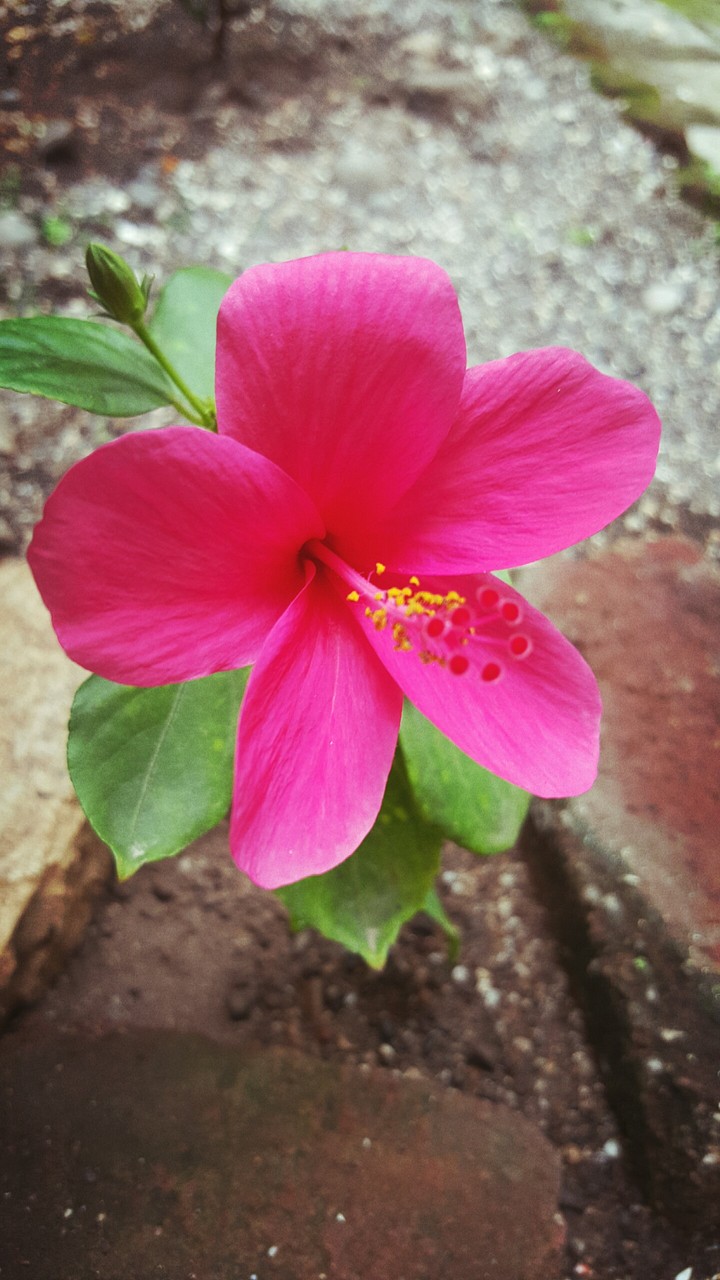 flower