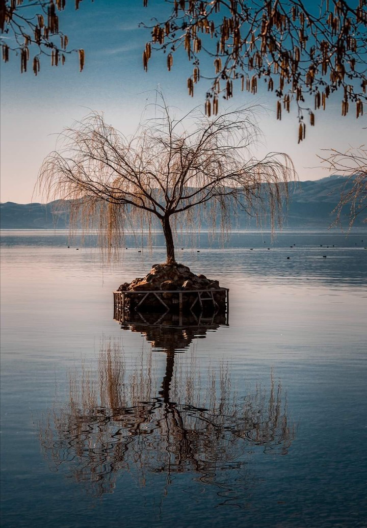 Tree is fine here