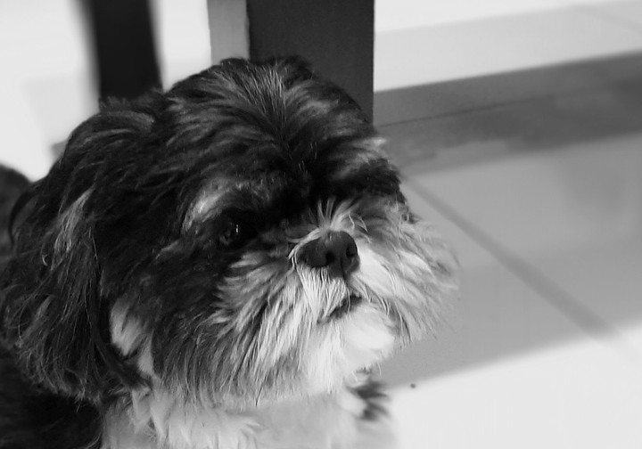 beauty dog