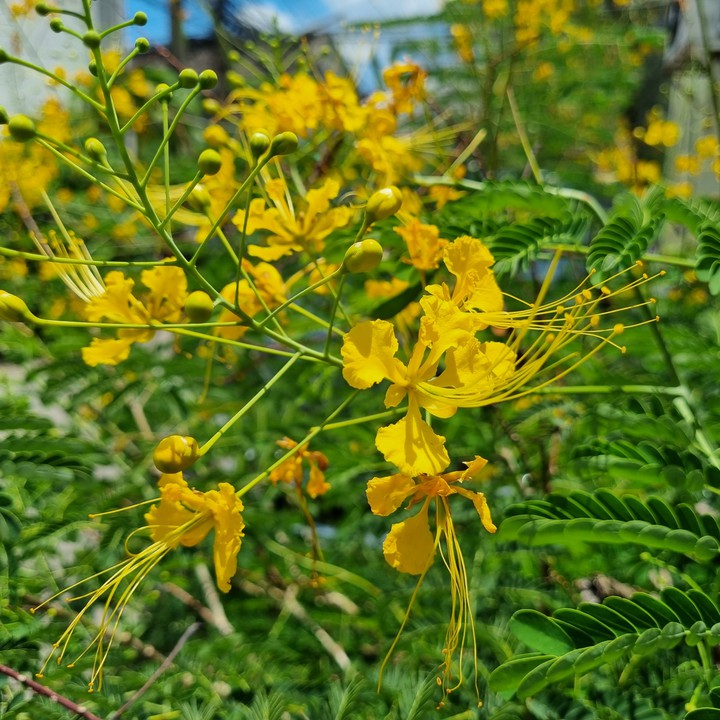 Peacock Flower