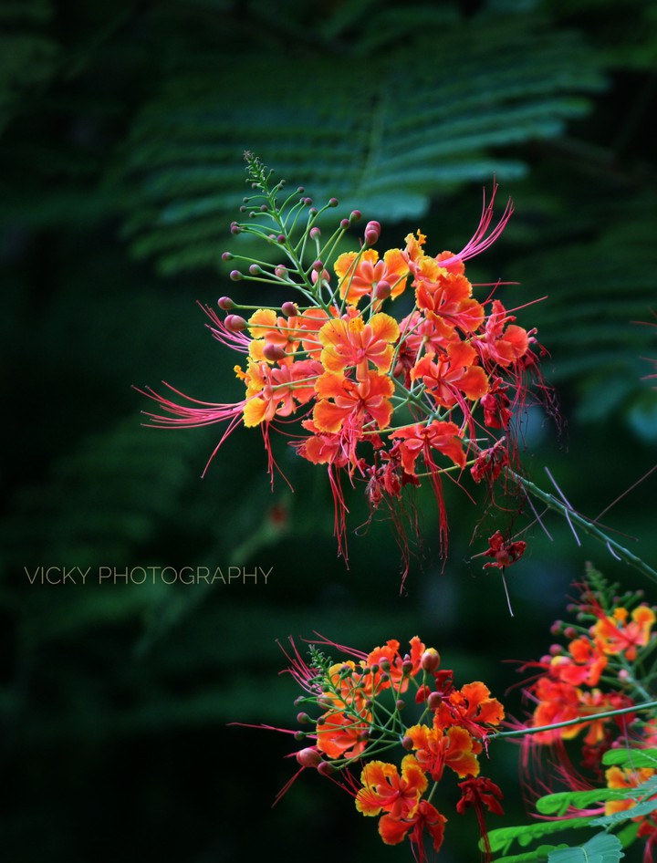 wild flowers