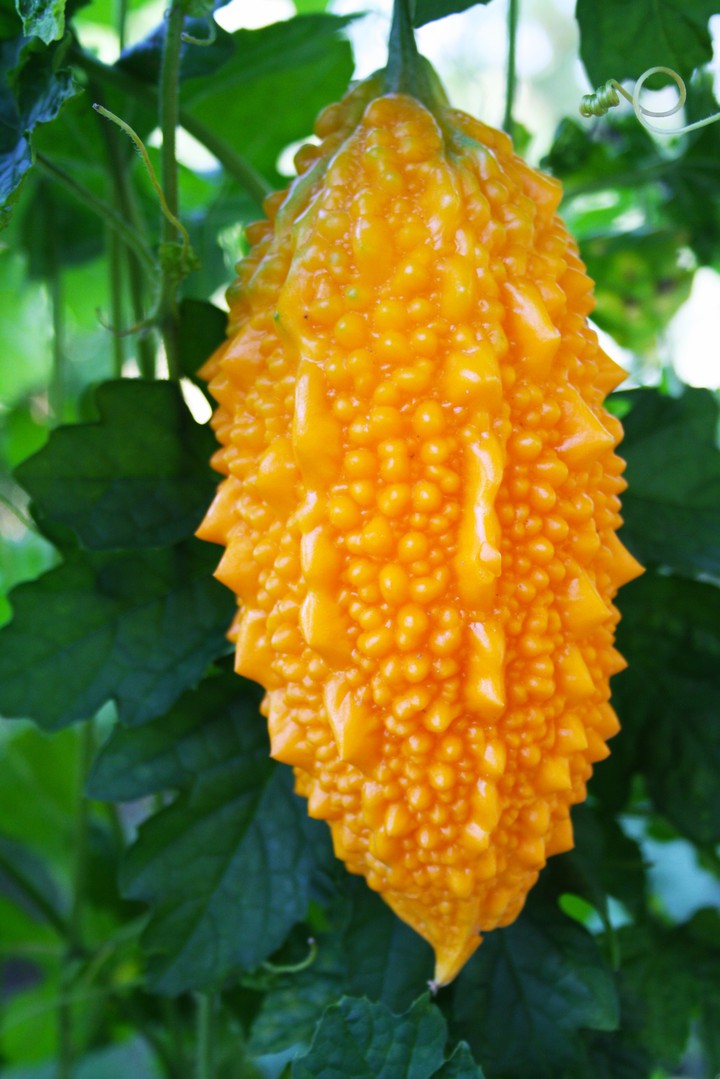 Momordica