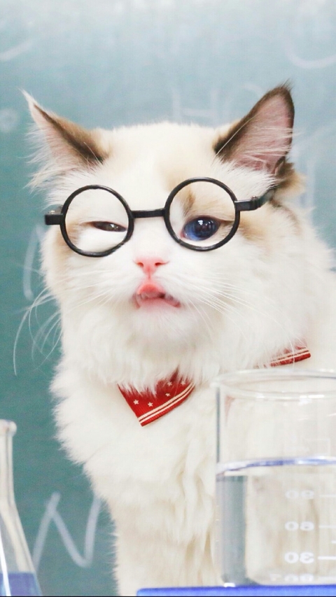 ταπετσαρίες cat, nose