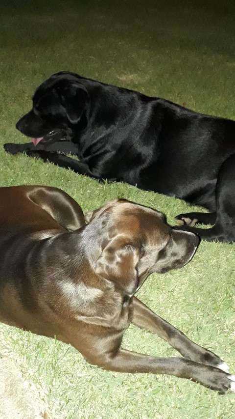 Dogs