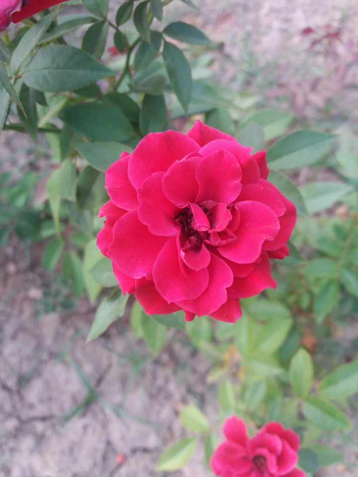 Little Rose