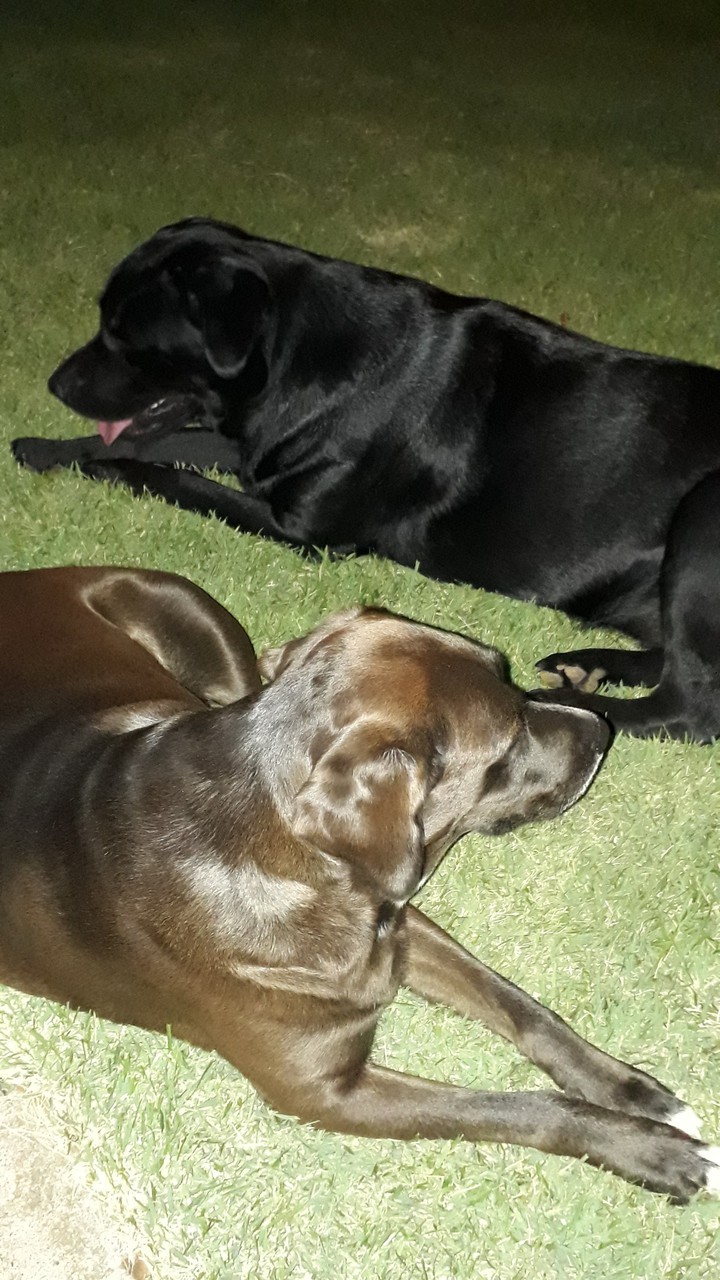 Dogs