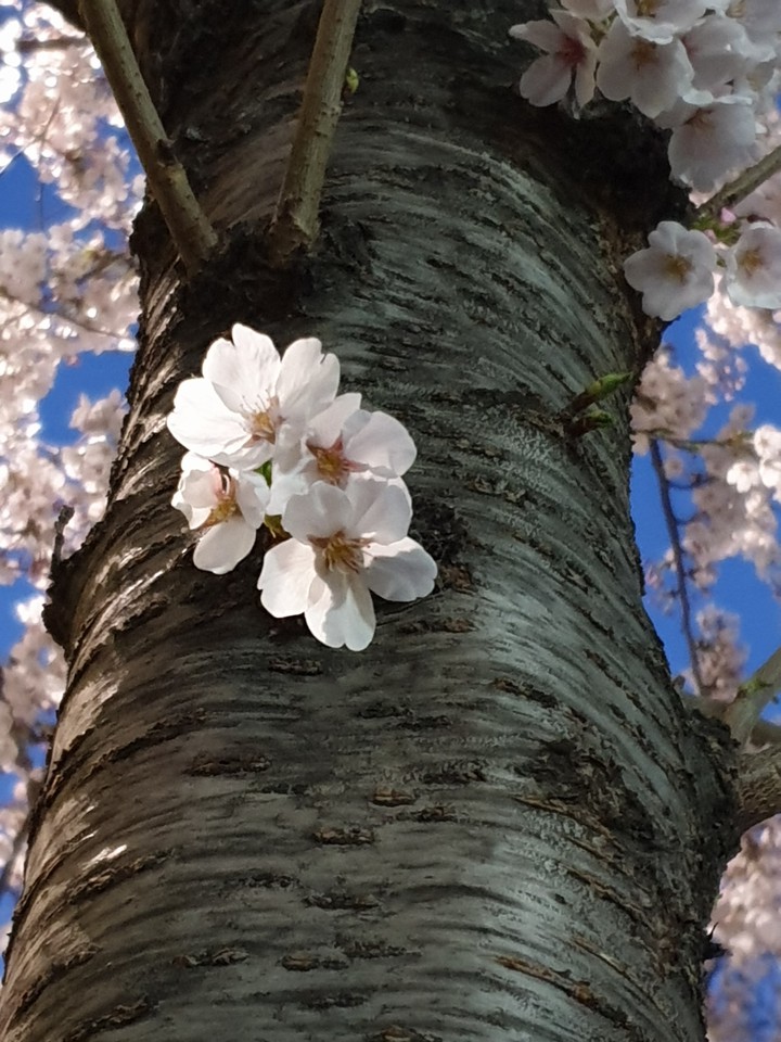 벚꽃2