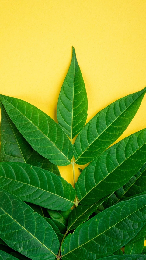 leaves