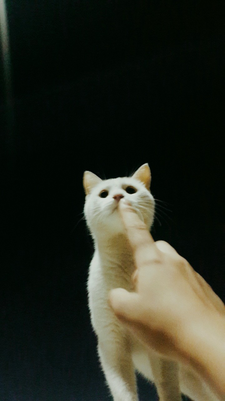 pliim