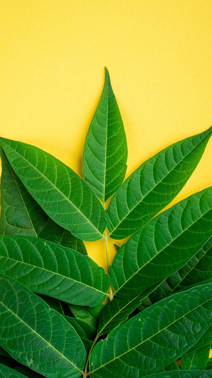 leaves