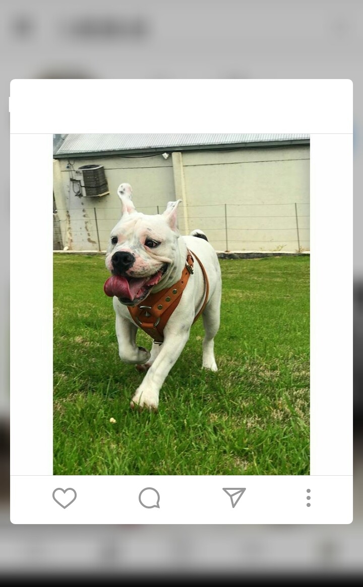 Bulldog