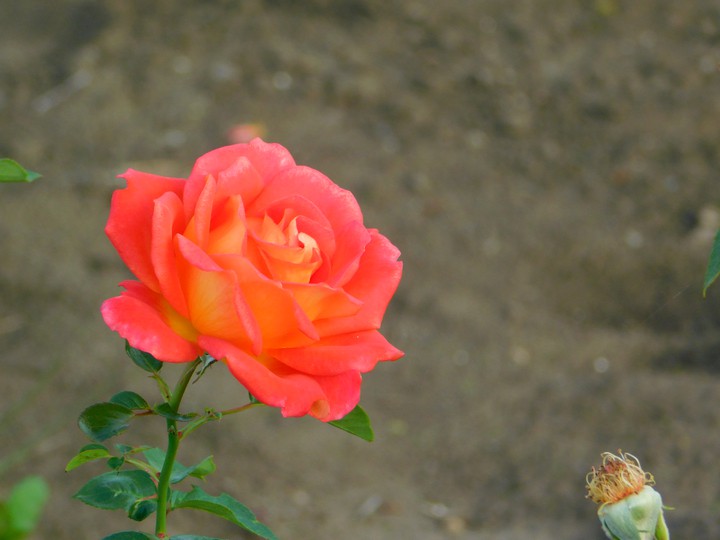 A Rose's