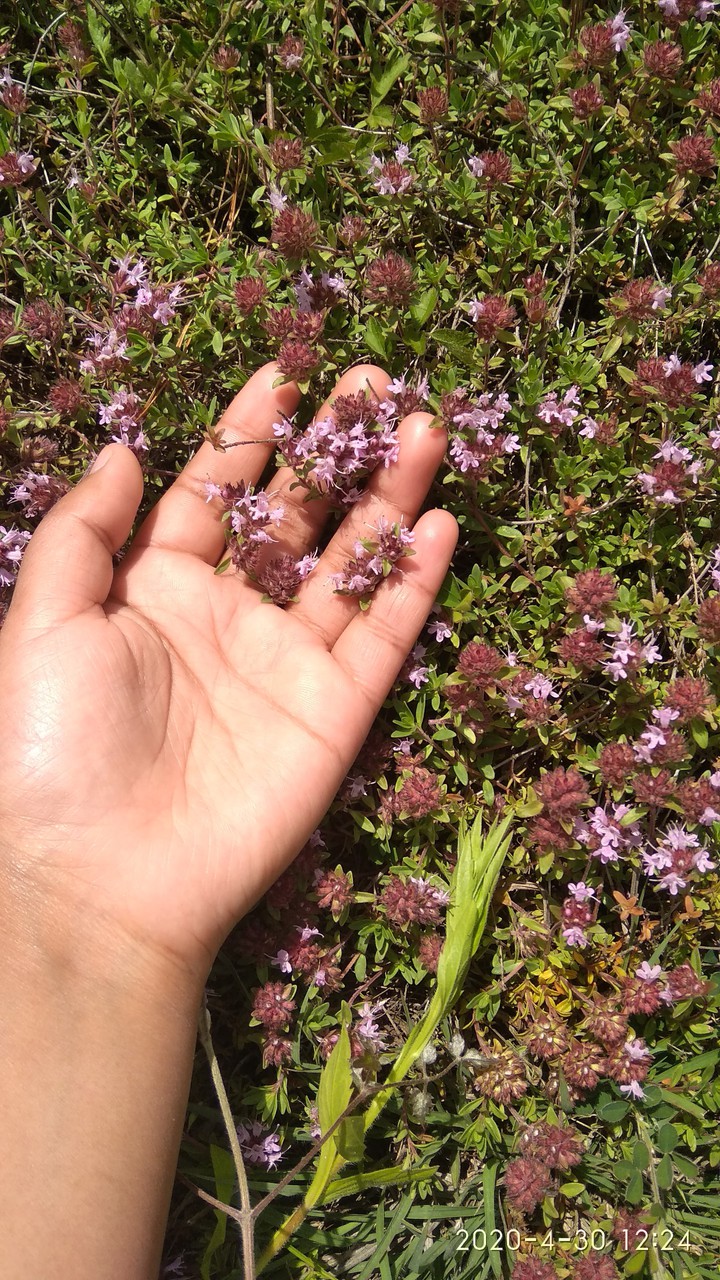 wild flowers