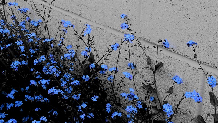 Floria 1