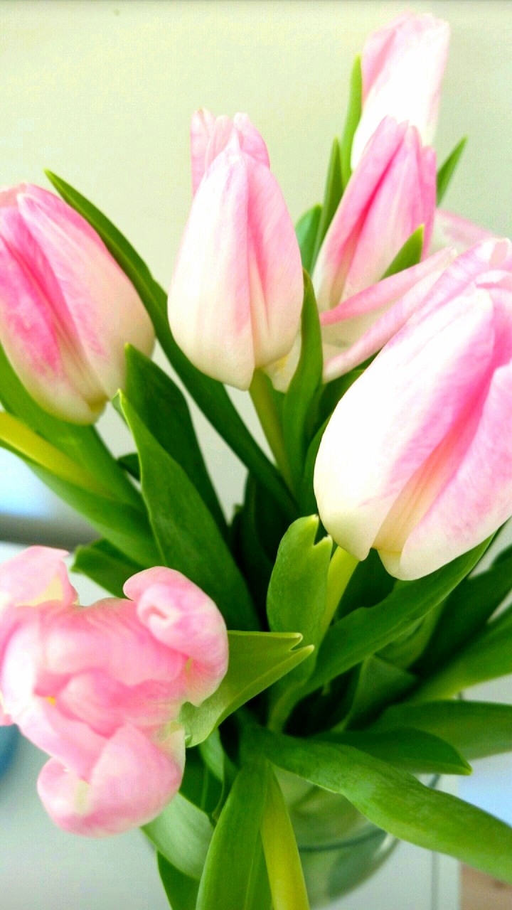 Tulips