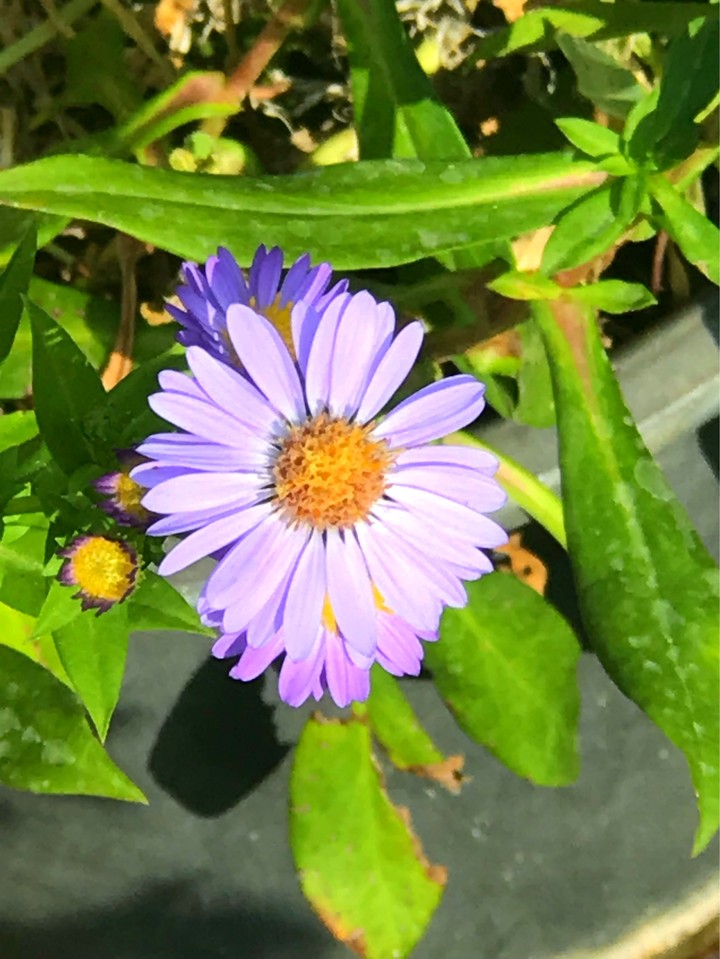 little purple flowers