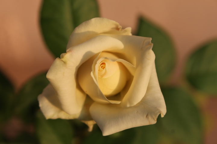 rose