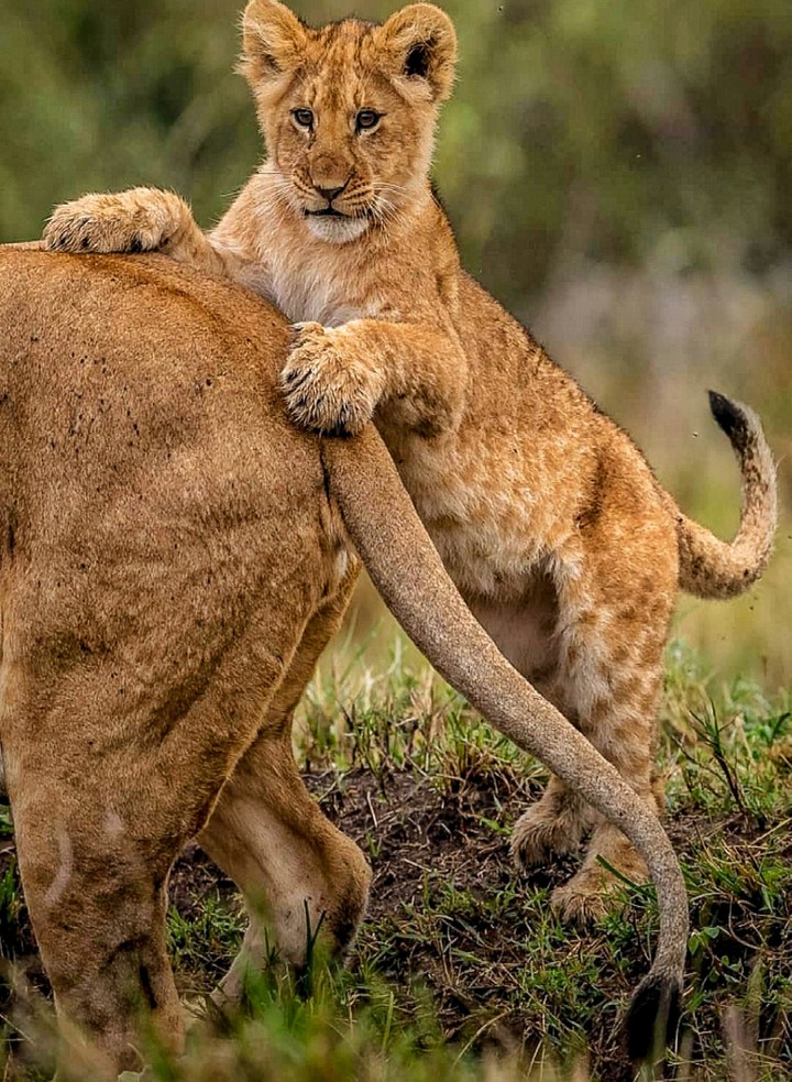A Spanking for MOM