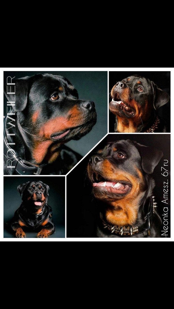 rottweiler