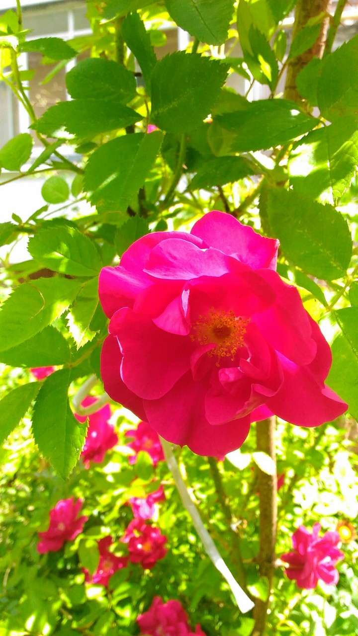 Incredible rose✩♡✩