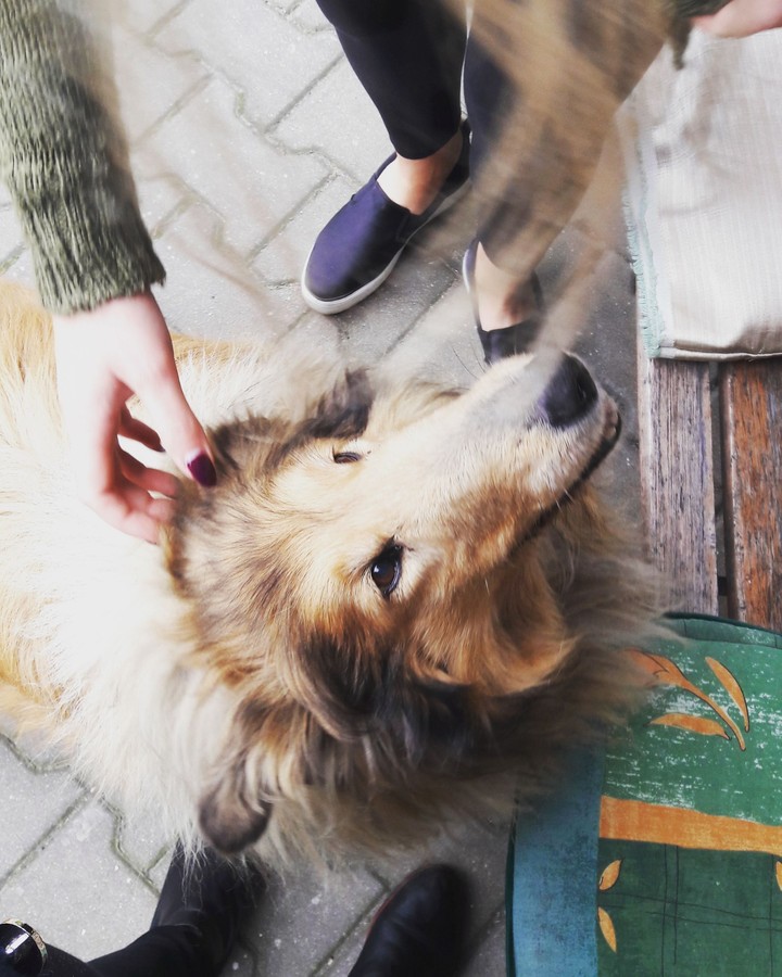 dog