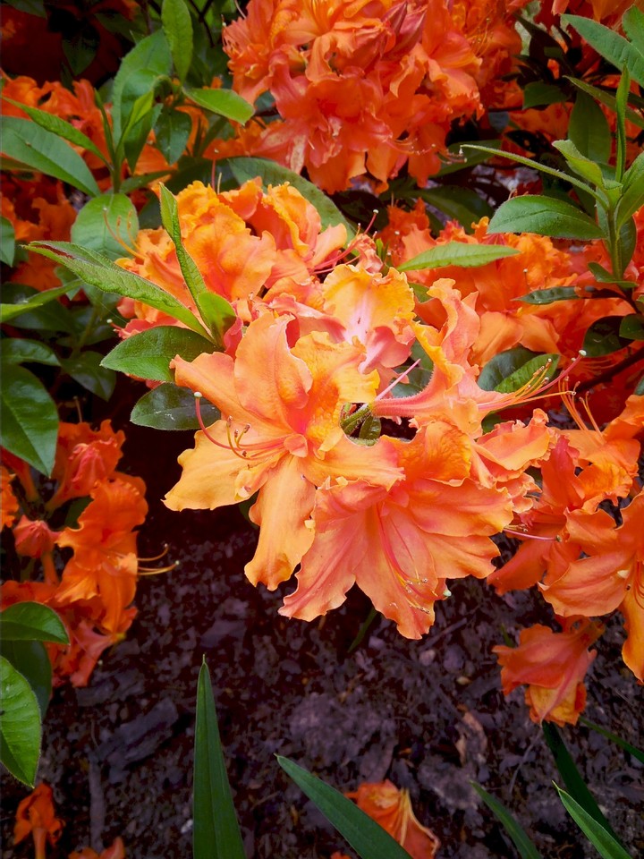 Flowers
