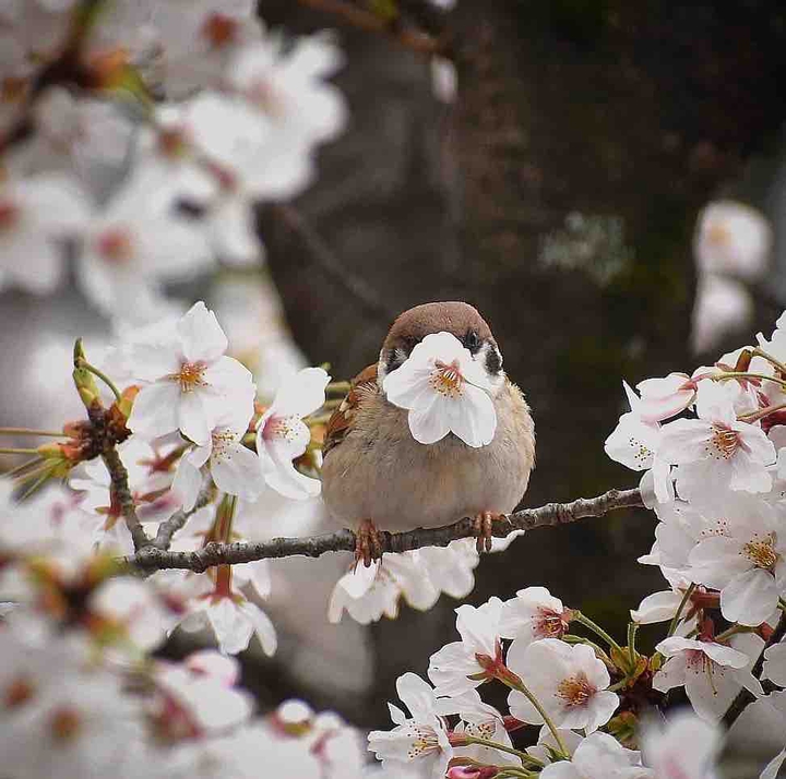 birds