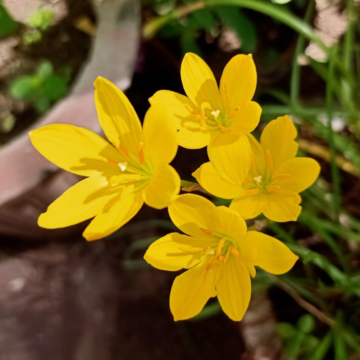 yellow flower
