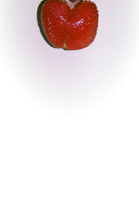 red, strowberry桌布