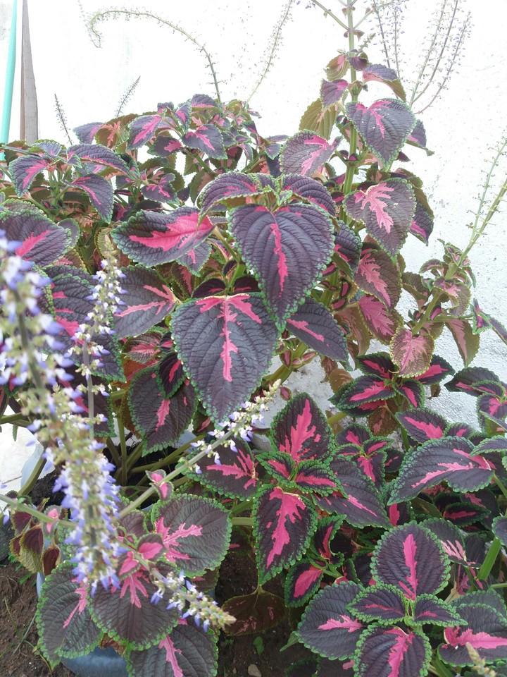 Plant